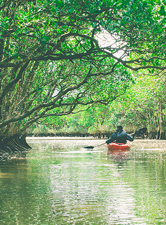 奄美大島のマングローブ